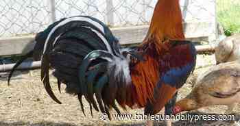 The Frontier: Oklahoma gamefowl breeders, lawmaker optimistic about decriminalizing cockfighting - Tahlequah Daily Press