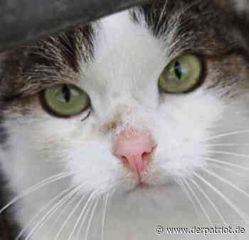 "Überfällig": Warum die Kastrationspflicht für Katzen in Erwitte begrüßt wird - Der Patriot Lippstädter Zeitung