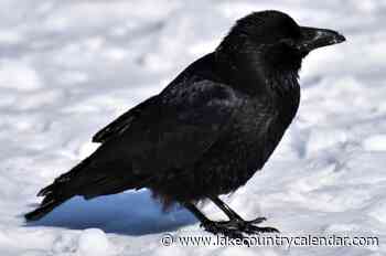 Morning Start: Ravens and crows, and the snow – Lake Country Calendar - Lake Country Calendar