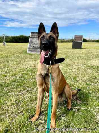 The latest Police Dog in training is welcomed to North Wales - Denbighshire Free Press