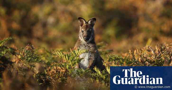 ‘Heartbreaking’: millions of native animals killed under Tasmania’s property protection permits