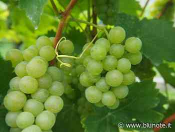 Grottaglie: Presentazione nuova cultivar di uva da tavola - Blunote