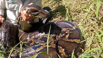 Rekord-Python in Florida gefunden: Hier fressen die Schlangen sogar Alligatoren - RTL Online