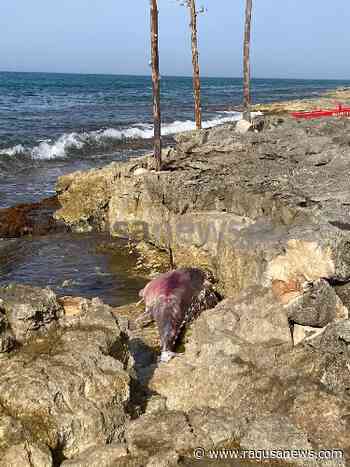 Spiaggiata la carcassa di un tonno a Marina di Modica. FOTO Modica' - RagusaNews
