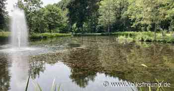 Algen wuchern im Teich des Kurparks in Daun - Trierischer Volksfreund
