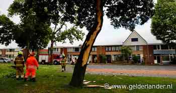 Bliksem scheurt boom in stukken in Cuijk; brandweer maakt het werk af - De Gelderlander