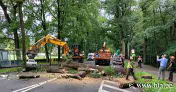 Meulemanslaan even afgesloten voor dringende velling van boom die dreigde om te vallen - Het Laatste Nieuws