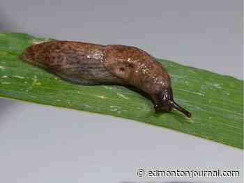 Growing Things: Slugs do significant damage - Edmonton Journal