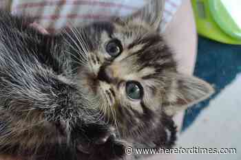 Two lovely kittens looking for forever homes in Herefordshire