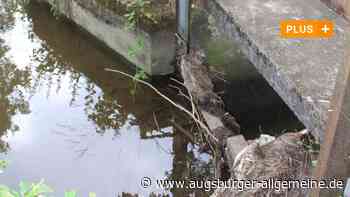 Mindelheim: Lässt sich der Hungerbach noch retten? | Mindelheimer Zeitung - Augsburger Allgemeine