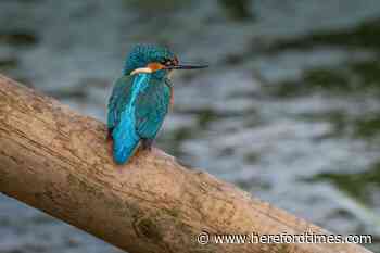 10 amazing pictures show kingfishers at lake near Hereford