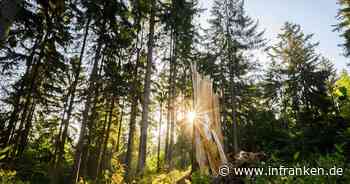Zukunft der Wälder: Bundesagrarministerium startet Dialog