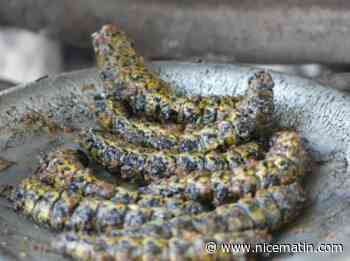 Riches en fer, sources de protéines... Etes-vous prêts à manger des chenilles mopanes?