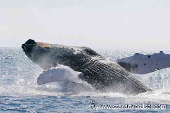 Humpback whales may avoid Hawaii due to climate change, study shows