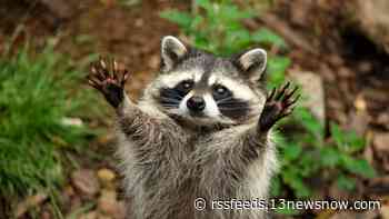 Rabid raccoon attacks outdoor pet in Suffolk, health officials say