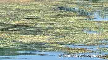 Quintali di erba scaricata dal Sile: barche in panne e houseboat ferme - La Tribuna di Treviso