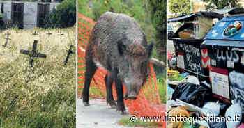 La Roma di Gualtieri tra rifiuti, incendi, cinghiali e l’erba che cresce anche nei cimiteri - Il Fatto Quotidiano