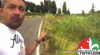 Terricciola SiCura: "Strade pericolose con erba alta e manutenzione assente" - IlCuoioInDiretta - IlCuoioInDiretta