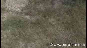 Castelvecchio di Compito, tra erba alta e niente panchine il giardino degli alloggi popolari è offlimits - Luccaindiretta - LuccaInDiretta