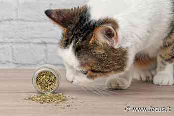 La ragione segreta per cui ai gatti piace l’erba gatta - Focus