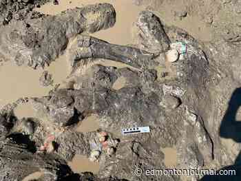 Dinosaur bones, teeth among fossils unearthed near Grande Prairie