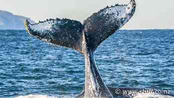 Port Stephens: The tropical paradise hidden outside Sydney - Stuff