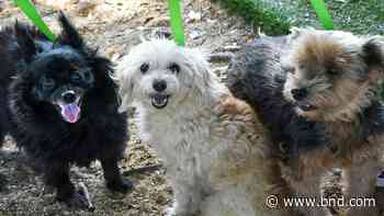 Pets are being given up as owners struggle to pay bills - Belleville News-Democrat