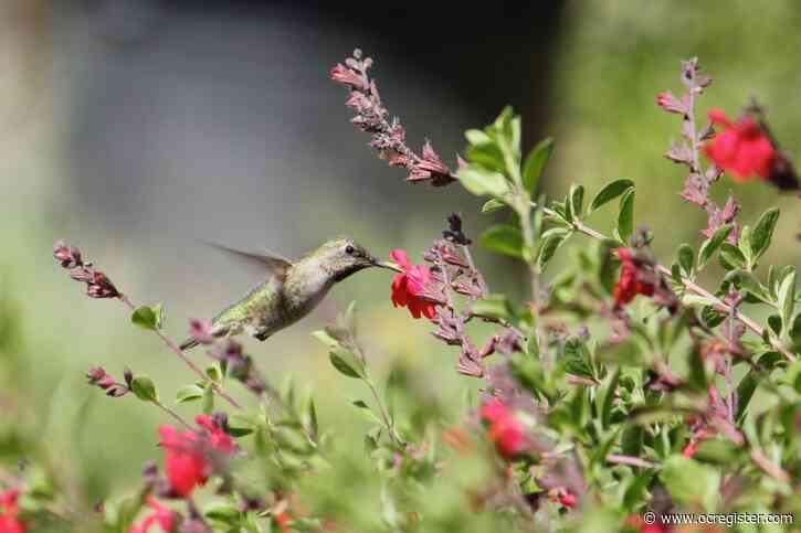 Create a hummingbird habitat in your garden with colorful drought-tolerant California native plants