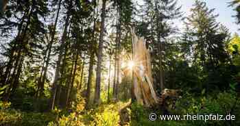 Zukunft der Wälder: Bundesagrarministerium startet Dialog - Wirtschaft - Rheinpfalz.de