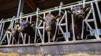 Agrar - Stuttgart - Methanemissionen im Südwesten gesunken - Wirtschaft - Süddeutsche Zeitung - SZ.de