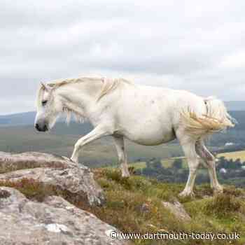 Fosterers needed for Dartmoor pony foals | dartmouth-today.co.uk - Dartmouth Chronicle