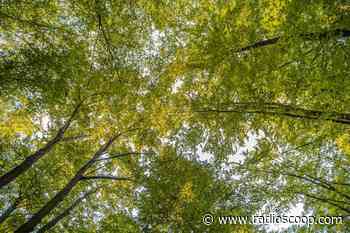 Lyon : quelles sont les 1.365 propositions pour le budget participatif ? - Radio Scoop