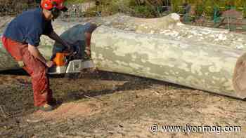 La Métropole de Lyon va abattre une centaine d'arbres à Parilly par précaution - Lyon Mag