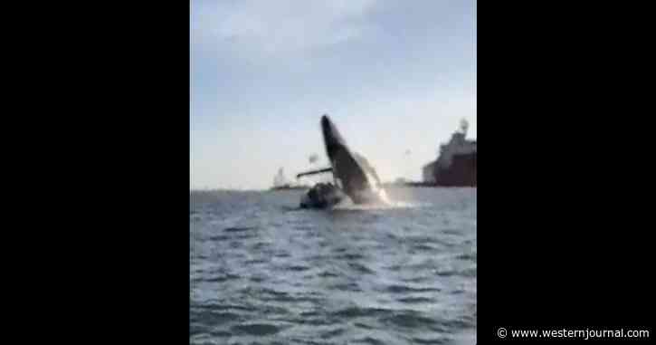 Raw Footage: Whale Watchers Crushed by Massive Breaching Humpback