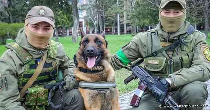 Special Forces Dog Switches Sides, Being Taught Commands in New Language