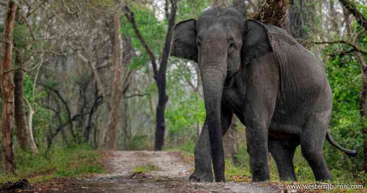 Escaped Elephant Tramples Woman to Death, Days Later Her Funeral Gets a Surprise Visitor