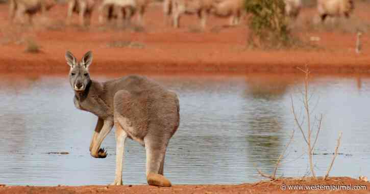 Video: Nature Is Brutal, Especially Kangaroos