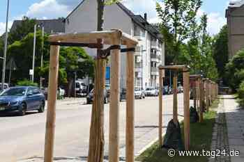 Chemnitz will seine Bäume retten: Der trockene Sommer ist Gift für Linde, Pappel und Co. - TAG24