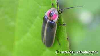 Are lightning bugs disappearing from night skies? Dimming prospects face some fireflies