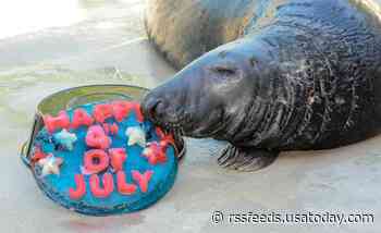 Zoo animals celebrate Independence Day with red, white, and blue treats