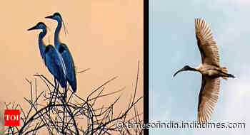 Karnataka: Lake in Vijayanagara turns a paradise for birds - Times of India
