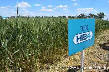 Un juez prohibió el trigo transgénico en la provincia de Buenos Aires - LA NACION