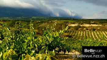 Innovative Winzer: Die Weine der 3 Viñerones - NZZ Bellevue