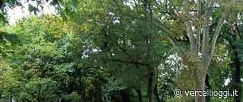 ISDE SEZIONE DI VERCELLI – Perplessità per il taglio degli alberi - vercellioggi.it/