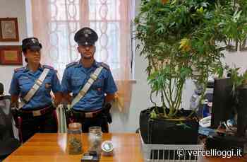 VERCELLI – Nei guai 19enne per possesso di sostanze stupefacenti - vercellioggi.it/