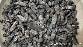 S.African entrepreneur seeks to turn caterpillars into tasty snacks - FRANCE 24 English