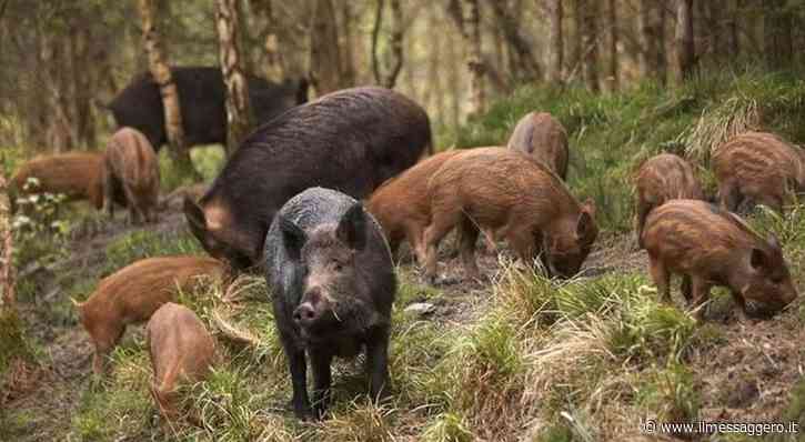 Caccia al cinghiale, in Abruzzo via libera ad arco e frecce - ilmessaggero.it
