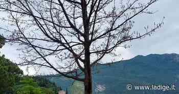 Riva del Garda: il killer degli alberi continua a colpire - l'Adige