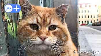 Kater Fritz aus der Neustadt in Dresden: Wie der Vierbeiner zur Kultfigur wurde - Dresdner Neueste Nachrichten
