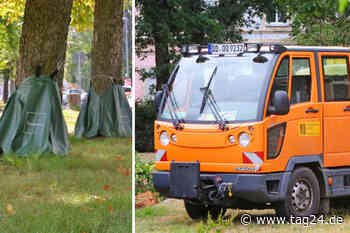 Tankwagen, Wasserbeutel, Freiwillige: So will Dresden seine Bäume retten! - TAG24